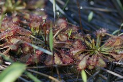 Drosera capillaris