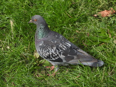 Columba livia domestica