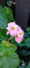 Begonia fischeri
