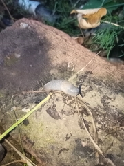 Krynickillus melanocephalus