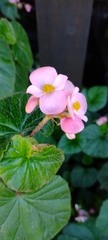 Begonia fischeri