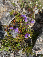 Penstemon davidsonii