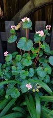Begonia fischeri