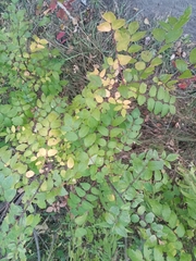 Zanthoxylum americanum