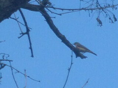 Phoenicurus phoenicurus