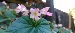 Begonia fischeri