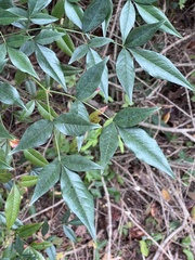 Nandina domestica