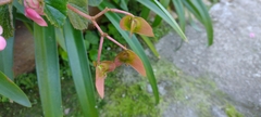 Begonia fischeri