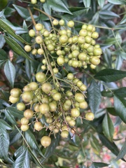 Nandina domestica