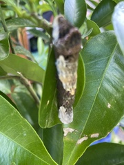 Heraclides cresphontes