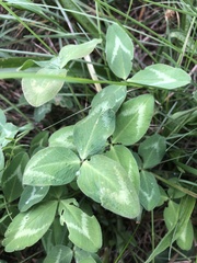 Trifolium pratense