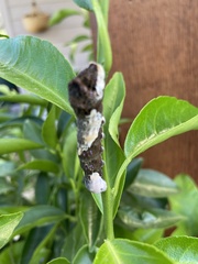 Heraclides cresphontes