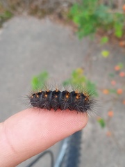 Acronicta auricoma