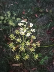 Peucedanum