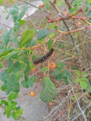 Acronicta auricoma