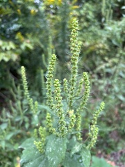 Ambrosiinae