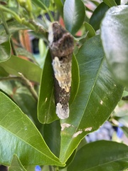 Heraclides cresphontes