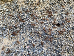 Pogonomyrmex occidentalis