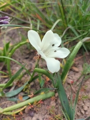 Sparaxis grandiflora