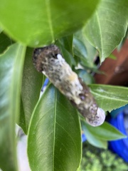 Heraclides cresphontes