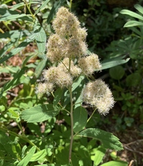Spiraea × pyramidata