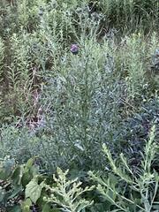 Cirsium