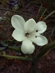 Sparaxis grandiflora