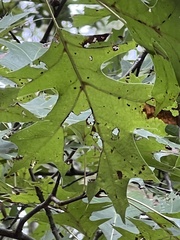 Quercus coccinea