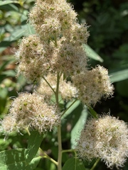 Spiraea × pyramidata