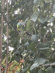 Calypte anna