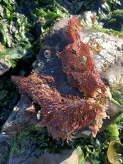 Chondracanthus exasperatus