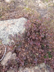 Vaccinium uliginosum