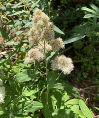Spiraea × pyramidata