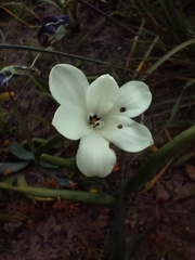 Sparaxis grandiflora