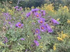 Symphyotrichum novae-angliae