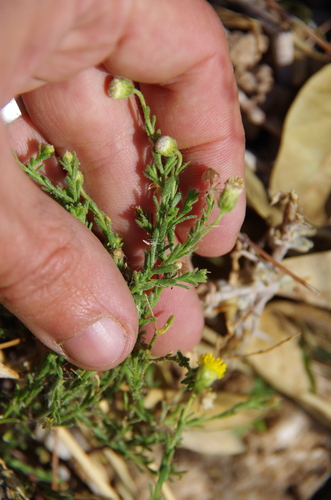Image of Nolletia gariepina by (c) Eric Knight, some rights reserved (CC BY)