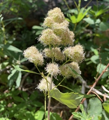 Spiraea × pyramidata