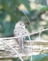 Empidonax traillii