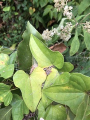 Dioscorea polystachya