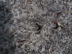 Capreolus capreolus