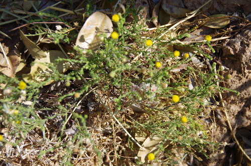 Image of Nolletia gariepina by (c) Eric Knight, some rights reserved (CC BY)