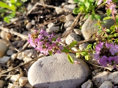 Thymus serpyllum