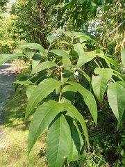 Fraxinus pennsylvanica