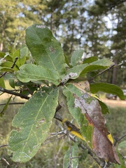Quercus oglethorpensis
