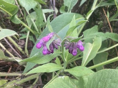 Symphytum officinale