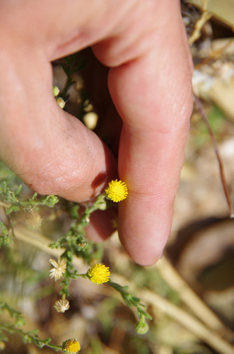 Image of Nolletia gariepina by (c) Eric Knight, some rights reserved (CC BY)