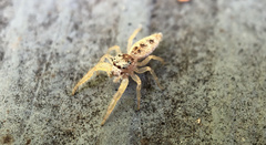 Hentzia mitrata