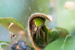 Araneus detrimentosus