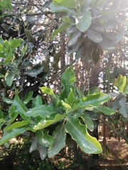 Escallonia pulverulenta