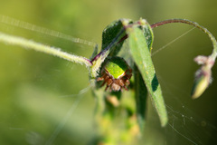 Araneus detrimentosus